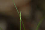 Bristlystalked sedge